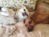 Dog Boarding with Heidi's Historic Home & Pet Care 2016 (12)