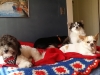 Dog Boarding with Heidi's Historic Home & Pet Care 2016