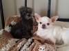 Dog Boarding with Heidi's Historic Home & Pet Care10