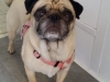 Dog Boarding with Heidi's Historic Home & Pet Care5