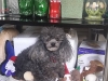 Dog Boarding with Heidi's Historic Home & Pet Care6