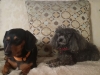 Dog Boarding with Heidi's Historic Home & Pet Care7