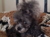Dog Boarding with Heidi's Historic Home & Pet Care8