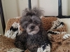 Dog Boarding with Heidi's Historic Home & Pet Care9