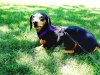 Dog Walking with Heidi's Historic Home & Pet Care