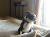 Doggie Day Care Heidis Historic Home & Pet Care