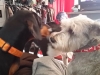 Doggie Day Care Heidis Historic Home & Pet Care10