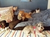 Doggie Day Care Heidis Historic Home & Pet Care11