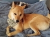 Doggie Day Care Heidis Historic Home & Pet Care12