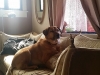 Doggie Day Care Heidis Historic Home & Pet Care13