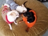 Doggie Day Care Heidis Historic Home & Pet Care14