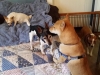 Doggie Day Care Heidis Historic Home & Pet Care15
