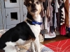 Doggie Day Care Heidis Historic Home & Pet Care16
