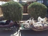 Doggie Day Care Heidis Historic Home & Pet Care2