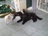 Doggie Day Care Heidis Historic Home & Pet Care3