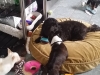 Doggie Day Care Heidis Historic Home & Pet Care4
