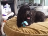 Doggie Day Care Heidis Historic Home & Pet Care5