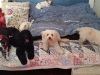 Doggie Day Care Heidis Historic Home & Pet Care6