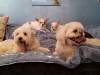 Doggie Day Care Heidis Historic Home & Pet Care7