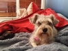 Doggie Day Care Heidis Historic Home & Pet Care8