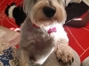 Doggie Day Care Heidis Historic Home & Pet Care9