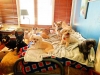 Doggie Day Care Phoenix with Heidi's Historic Home & Pet Care