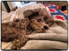 Doggie Day Care Phoenix with Heidi's Historic Home & Pet Care2