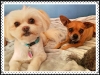 Doggie Day Care Phoenix with Heidi's Historic Home & Pet Care5