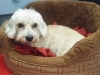 Doggie Day Care with Heidi's Historic Home & Pet Care 2016 (10)