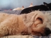 Doggie Day Care with Heidi's Historic Home & Pet Care 2016 (11)