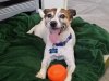 Doggie Day Care with Heidi's Historic Home & Pet Care 2016 (2)