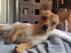 Doggie Day Care with Heidi's Historic Home & Pet Care 2016 (9)
