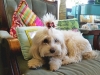 Doggie Day Care with Heidi's Historic Home & Pet Care Phoenix