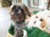 Doggie Day Care with Heidi's Historic Home & Pet Care Phoenix6 - Copy