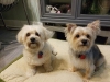 Doggie Day Care with Heidi's Historic Home & Pet Care Phx AZ
