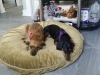 Doggie Day Care with Heidi's Historic Home & Pet Care