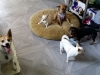 Doggie Day Care with Heidi's Historic Home & Pet Care4