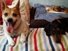 Doggie Day Care with Heidi's Historic Home & Pet Care5