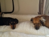 Doggie Day Care withHeidi's Historic Home & Pet Care2