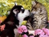 Happy Valentine from Heidi's HIstoric Home and Pet Care Phx