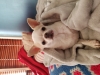 Heidi's Historic Home & Pet Care Phoenix AZ