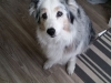 In Home Pet Sitting Heidis Historic Home & Pet Care