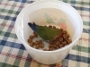 In Home Pet Sitting Heidis Historic Home & Pet Care10