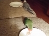 In Home Pet Sitting Heidis Historic Home & Pet Care11