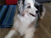 In Home Pet Sitting Heidis Historic Home & Pet Care2