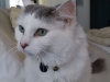In Home Pet Sitting Heidis Historic Home & Pet Care3
