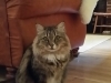 In Home Pet Sitting Heidis Historic Home & Pet Care4