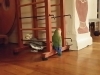 In Home Pet Sitting Heidis Historic Home & Pet Care5