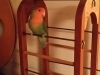 In Home Pet Sitting Heidis Historic Home & Pet Care6