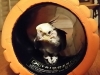 In Home Pet Sitting Heidis Historic Home & Pet Care7